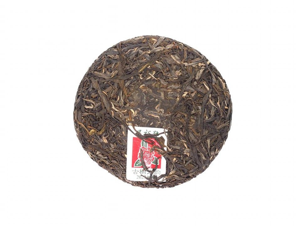 Whole tea cake of Yan Yun Gu Shu Sheng Pu-Erh tea from 2023 by Cha Zhi Ji